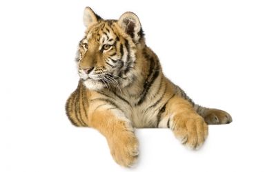 Tiger_004013.jpg