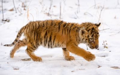 Tiger_005014.jpg