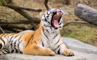 Tiger_005016.jpg