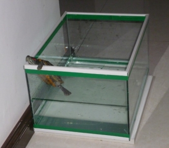 小乌龟.jpg